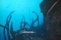 640 x 426 * Manuelita channel (south): a trumpetfish drifts among the branches of a rare tree fish