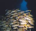 640 x 560 * Big Dos Amigos: a school of bluestriped snappers lurking under the arch