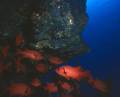 640 x 520 * Punta Maria: Soldier fish lurking beneath an overhang