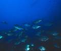 640 x 542 * Punta Maria: another school of trevally, with the boat silhouette above