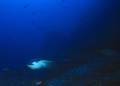 640 x 462 * Shark Fin Rock: another snub-faced eagle ray