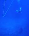 511 x 640 * Alcyone: watching a pacific manta glide past far below