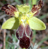 Ophrys lupercalis  3 labelles