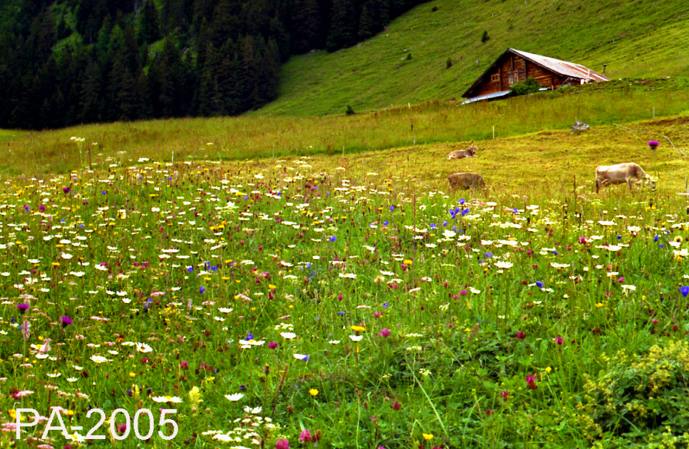 Vaches-Tapis-Engelberg