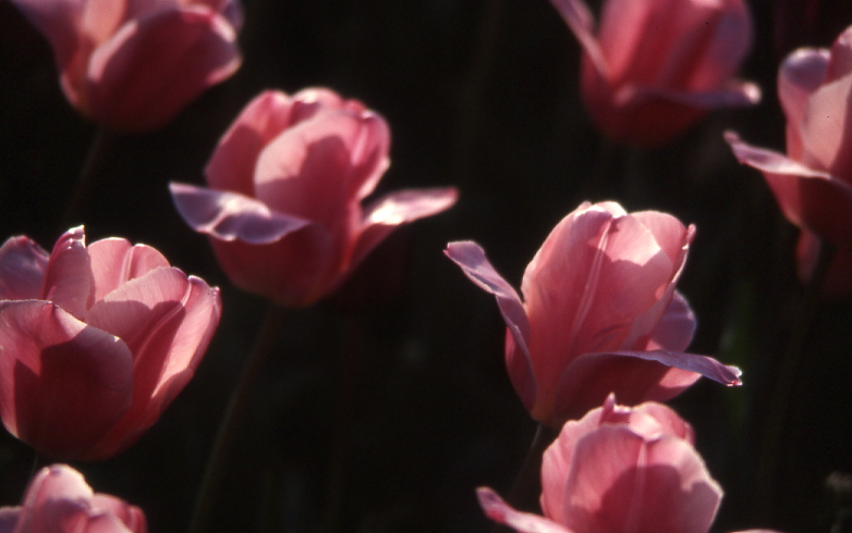 tulipes1