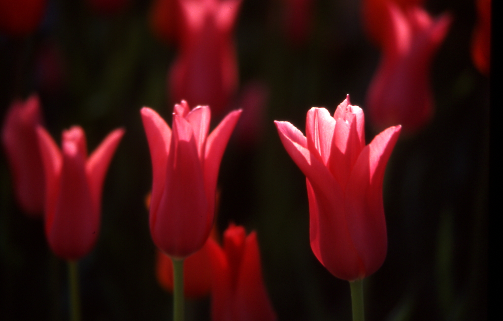 tulipes 6