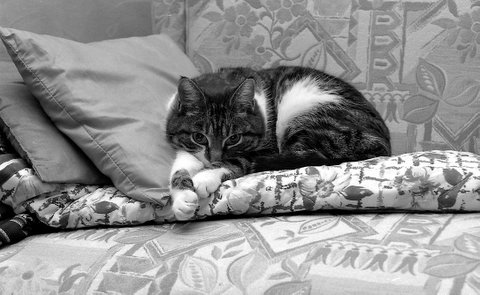 chat couché - cliquer pour grande taille