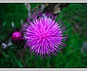 dscn4059.jpg