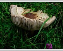 dscn4174.jpg