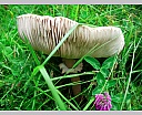 dscn4175.jpg