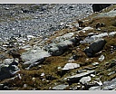 Pour agrandir cliquer sur la vignette dscn4453.jpg