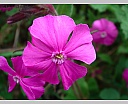 dsc00906.jpg