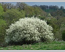dsc00907.jpg
