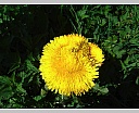 dsc00908.jpg