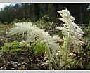 dsc00926.jpg