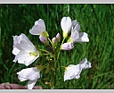 dsc00931.jpg