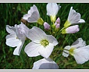 dsc00932.jpg