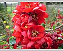 dsc00941.jpg
