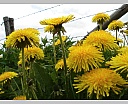 dsc00942.jpg