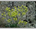 dsc00947.jpg