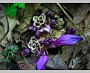 dscn3138.jpg