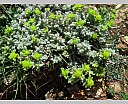 dscn3732.jpg
