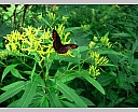 dscn3960.jpg