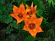 Lys Orangé