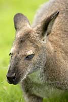 Parc de Branféré,kangourou,wallaby