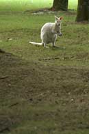 Parc de Branféré,kangourou