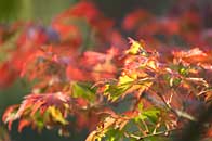 Feuilles et feuillages d'automne