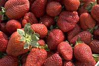 Fruits et légumes,fraise