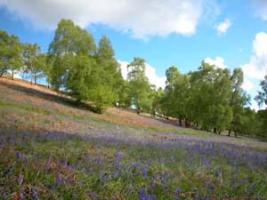 Bluebells on the Western Slope of the Malvern Hills