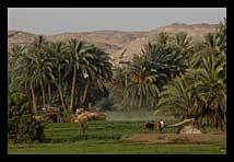 travaux dans les champs en Égypte