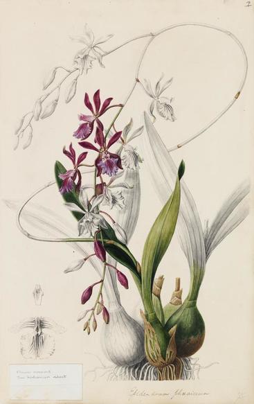 Bol Petit-Déjeuner Orchidée - Compagnie Anglaise des Thés