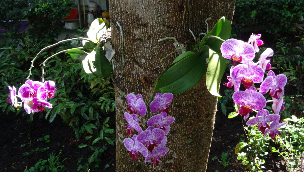 De quels pays viennent les orchidées phalaenopsis ? Origine via