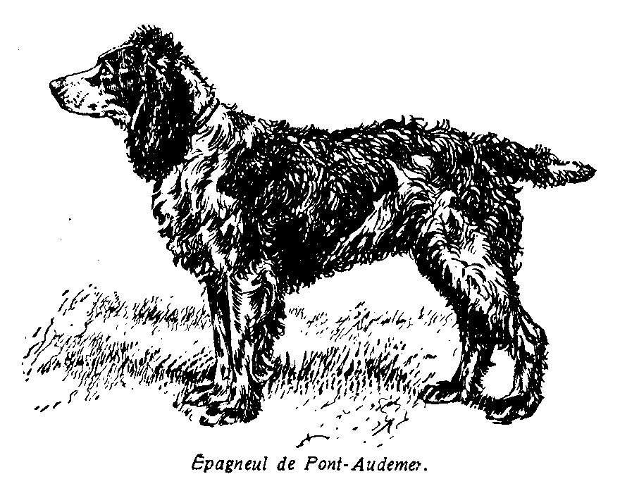 Tout savoir sur l'Épagneul breton, un chien français - Sciences et Avenir