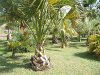 Jardin botanique de Funchal