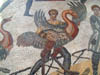 transport_autruche