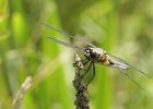 Libellules