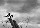 Oiseaux