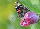 Papillons