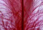 Plumes