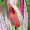 S. parviflora