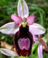 Ophrys drumana