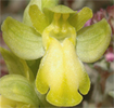Ophrys forestieri form chlorantha