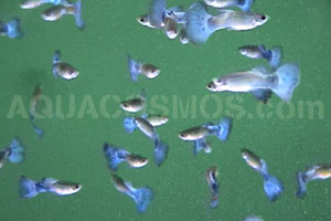 Le Guppy Bleu (Poecilia reticulata)
