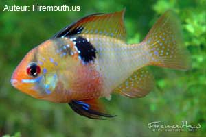L' Apistogramma Ramirezi (Papiliochromis Ramirezi)
