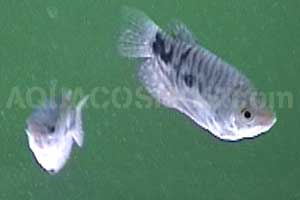 Le Gourami bleu marbr cosby (Trichogaster cosby)