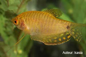 Le Gourami dor (Trichogaster trichopterus)